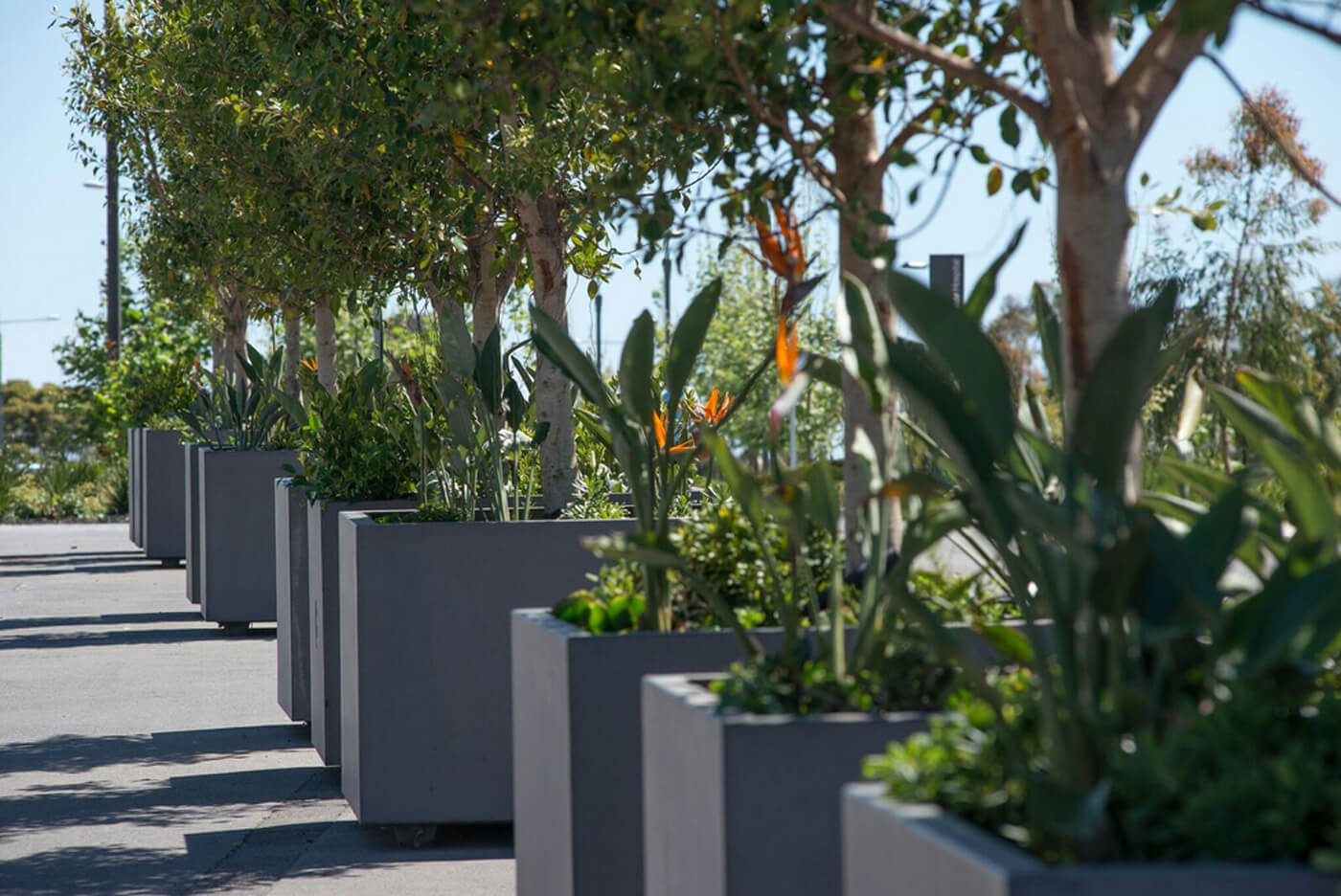 Adelaide Planter Box Project Space Landscape Construction